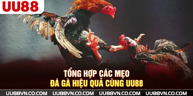 Tổng hợp các mẹo đá gà hiệu quả cùng UU88