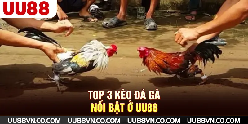 Top 3 kèo đá gà nổi bật ở UU88